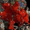 A giant red frogfish at Meemu Atoll