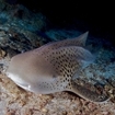 A zebra shark in Thailand