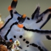 Search closely and you will find nudibranchs