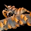 Close up of a crustacean on a whip coral at Medhufushi Thila