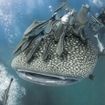 A whale shark by Richelieu Rock