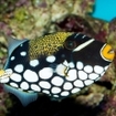 A clown triggerfish in the Indian Ocean