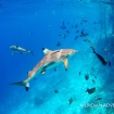 Black tip reef sharks