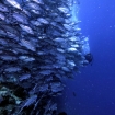 School of trevally at Sipadan