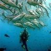 Hanging in the blue amongst bigeye trevallies