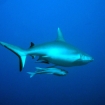 Grey reef shark at Felidhoo Atoll