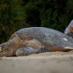 Turtle egg laying is one of the attractions at Lankayan